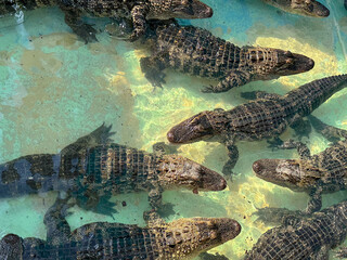 A view of several small alligators swimming in a shallow pool.
