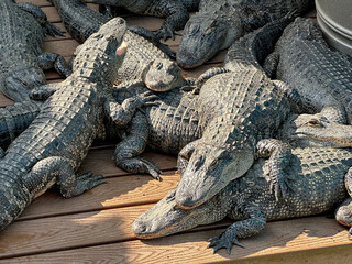 A view of several alligators resting on a wooden platform.