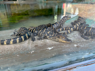 A view of an enclosed exhibit of baby alligators.