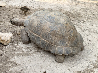 A view of a Galapagos tortoise walking about.