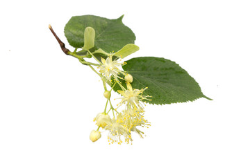A branch of a linden tree with flowers and leaves, isolated on black.