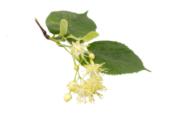 A branch of a linden tree with flowers and leaves, isolated on black.