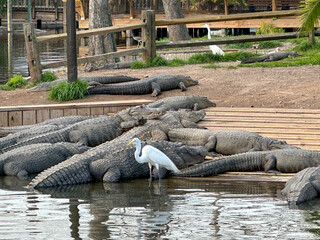 A view of several alligators resting on a wooden platform.