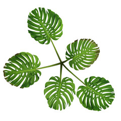 Aerial view collection of 3D tropical Monstera plants and foliage PNG illustration 1