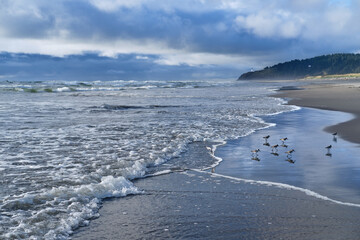 Sea birds sandpipers on sand beach with crushing waves and lighthouse.  Pacific coast. Washington. USA