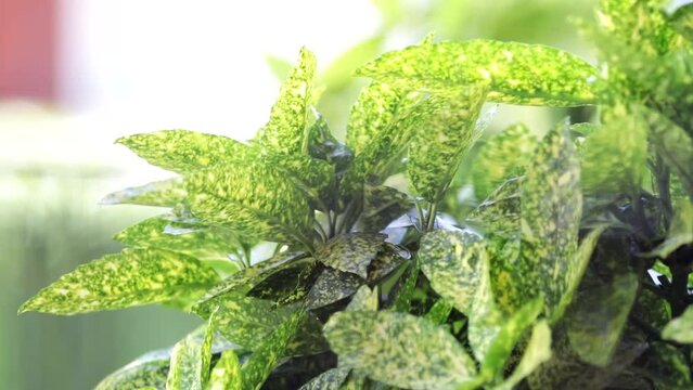 The leaves of an Aucuba plant blowing in the wind on a sunny day.