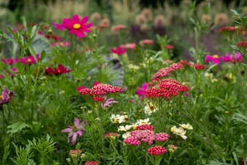 Variety of colourful summer flowers including achillea and cosmos, growing in a flower bed in the St John's Lodge garden, located in the Inner Circle, Regent's Park, London UK © Lois GoBe