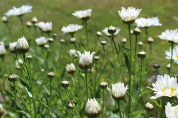 Shasta daisies starting to bloom in early summer
