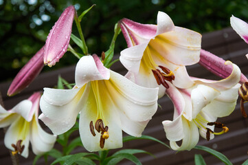 Beautiful lilies close-up in the garden. Close up white  pink Lilly blooming in the garden