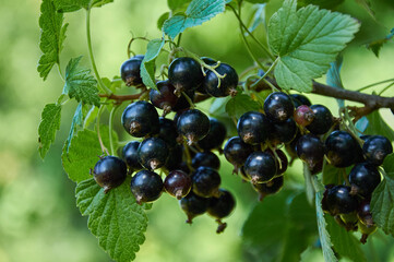 Ripe blackcurrants on a branch among the green leaves