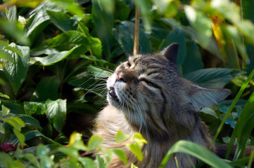 Naklejka na ściany i meble A beautiful Maine Coon outdoors with his face in the sun