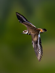 Killdeer in flight against blur green background