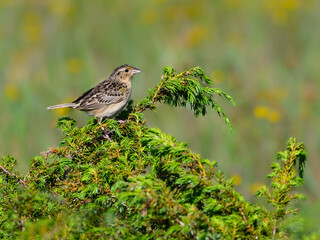 Grasshopper Sparrow on green juniper shrub against green background