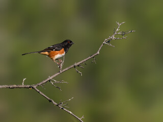 Male Eastern Towhee on tree branch against green background