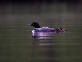 Common Loon with two chicks swimming in green water