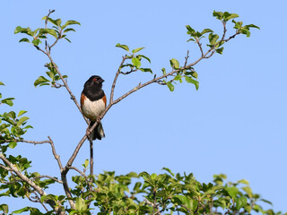 Male Eastern Towhee on tree branch against blue sky
