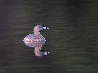 Pied-billed Grebe swimming in green water