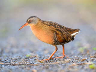 Virginia Rail closeup portrait with nice blur background in Spring