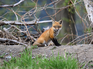 Eastern American Red Fox kit, portrait in Spring