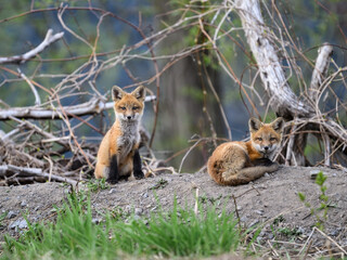 Naklejka na ściany i meble Two Eastern American Red Fox kits, portrait in Spring