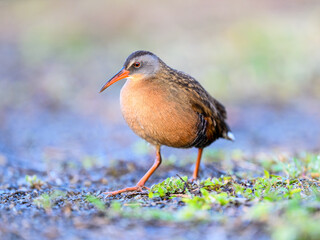 Virginia Rail closeup portrait with nice blur background in Spring