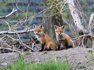 Two Eastern American Red Fox kits, portrait in Spring