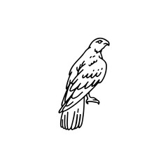 vector illustration of an eagle bird