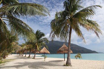 Fototapeta na wymiar Palm Trees on beach