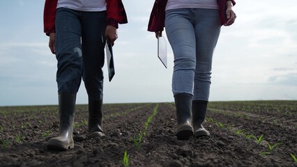 rubber boots dust, corn field, farm business teamwork, sprout fresh harvest field summer, group...