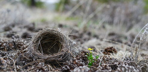Bird nest in Roosevelt National Forest