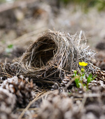 Bird nest in Roosevelt National Forest