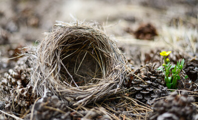 Bird nest in Roosevelt National Forest