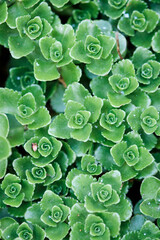 Close up of green leaves