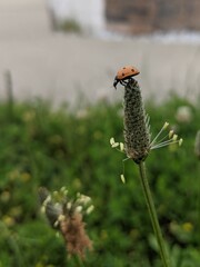 ladybug on plant