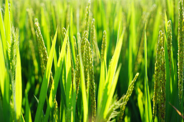 Obraz premium Mature rice in rice field, The rice fields are under the blue sky.