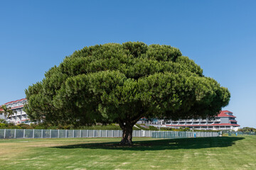 Beautiful coniferous tree at the Lantern Bay park in Dana Point, Southern California