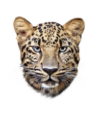 アムールヒョウの顔