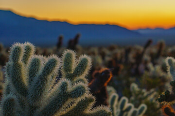 cholla cactus at sunrise in joshua tree national park california usa