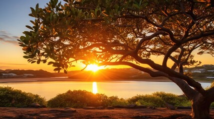 Fototapeta na wymiar a tree with a sunset behind it