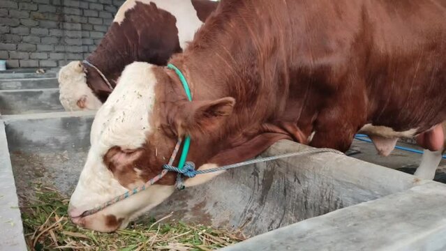 View Of Simmental Cattle Or Sapi Peranakan in Indonesia, Eating Cut Out Grass In A stable.