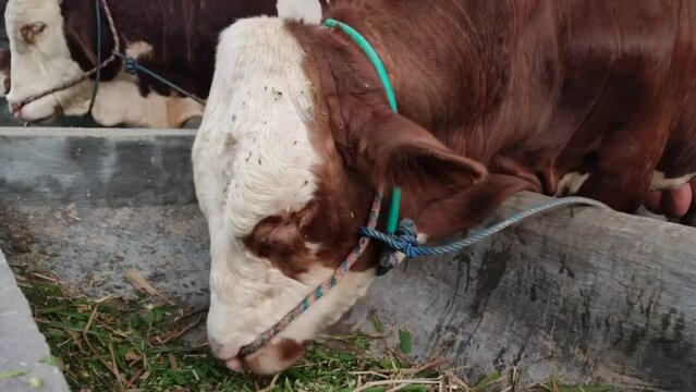 View Of Simmental Cattle Or Sapi Peranakan in Indonesia, Eating Cut Out Grass In A stable.