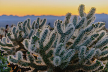 cholla cactus at sunrise in joshua tree national park california usa