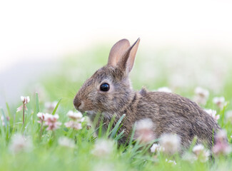 A small cottontail rabbit sits in a field of clover.