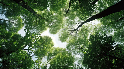 Trees in forest from below, green tops of trees, blue sky background - obrazy, fototapety, plakaty