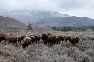 Yellowstone national park landscapes, Wyoming, usa