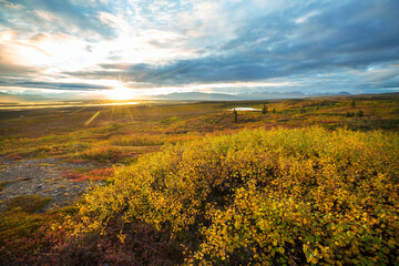 Obraz premium Autumn in polar tundra