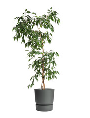 Obraz premium Beautiful ficus plant in pot on white background. House decor