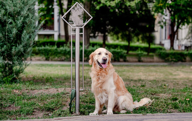 Golden retriever dog outdoors