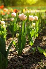 Beautiful pink tulips growing outdoors on sunny day