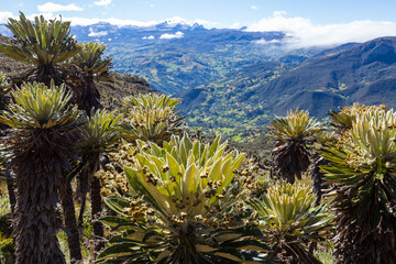 Fototapeta na wymiar Plants in Colombia